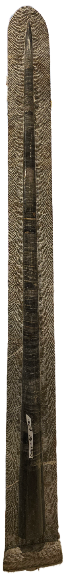 Riesiges Orthcotera Rückrad