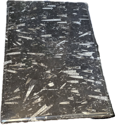 Riesiges Orcothera-Rückrad