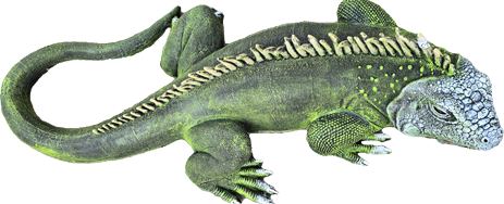 100 cm Leguan